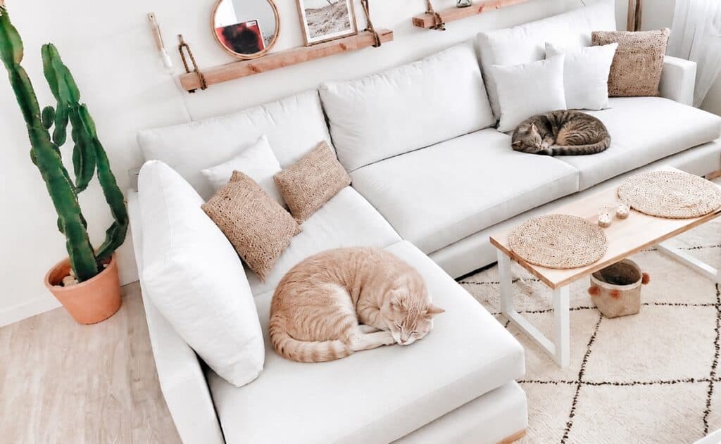 quitar pelo sofa gato